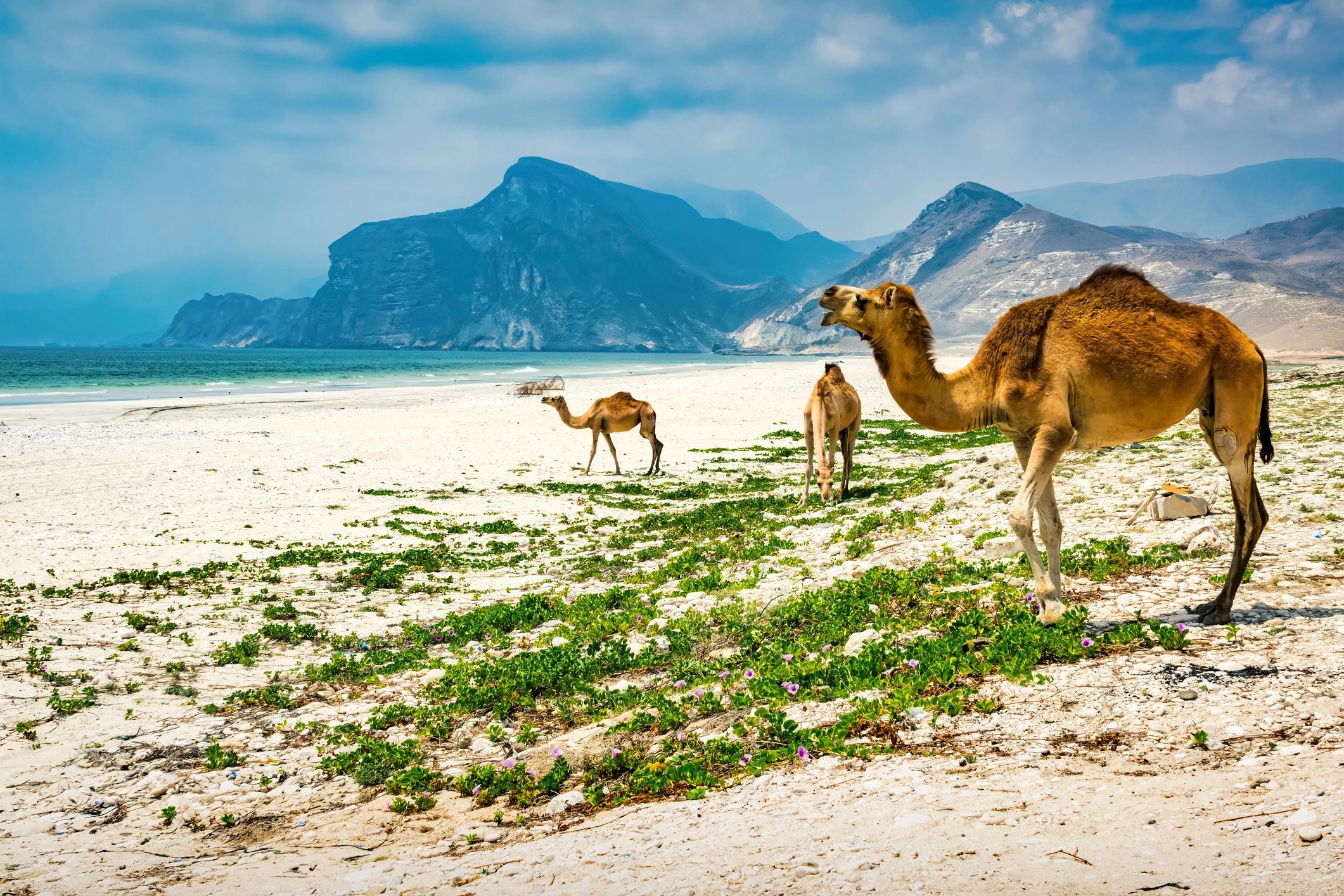 Oman coastal landscape
